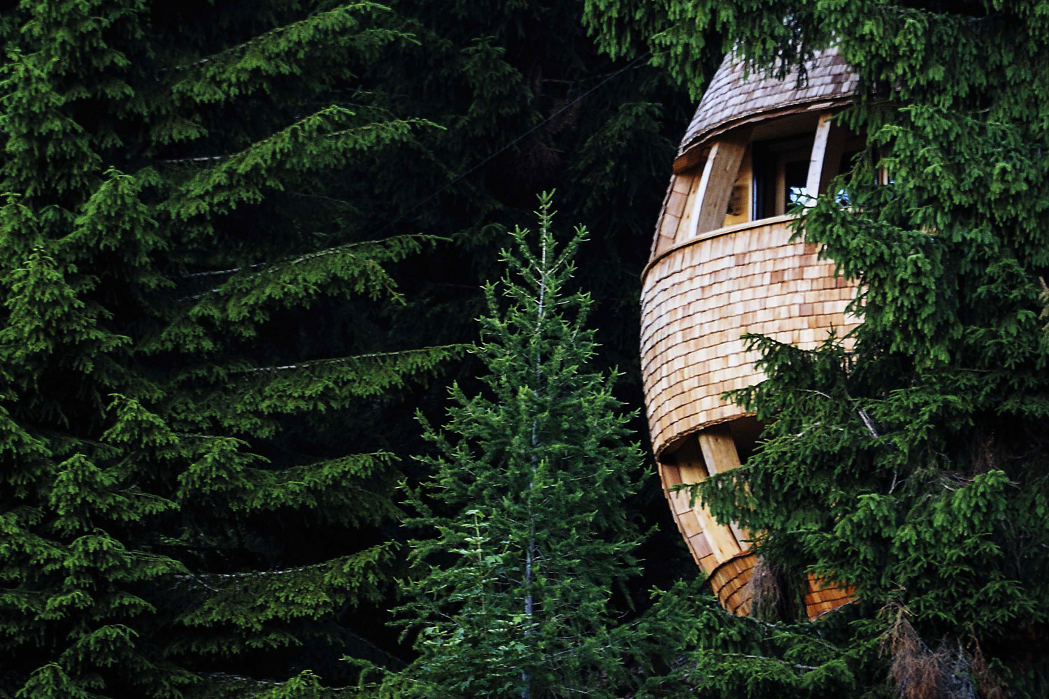 Tree House